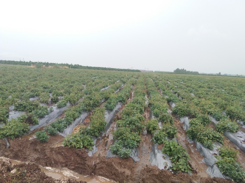 雨(yǔ)季排水防澇